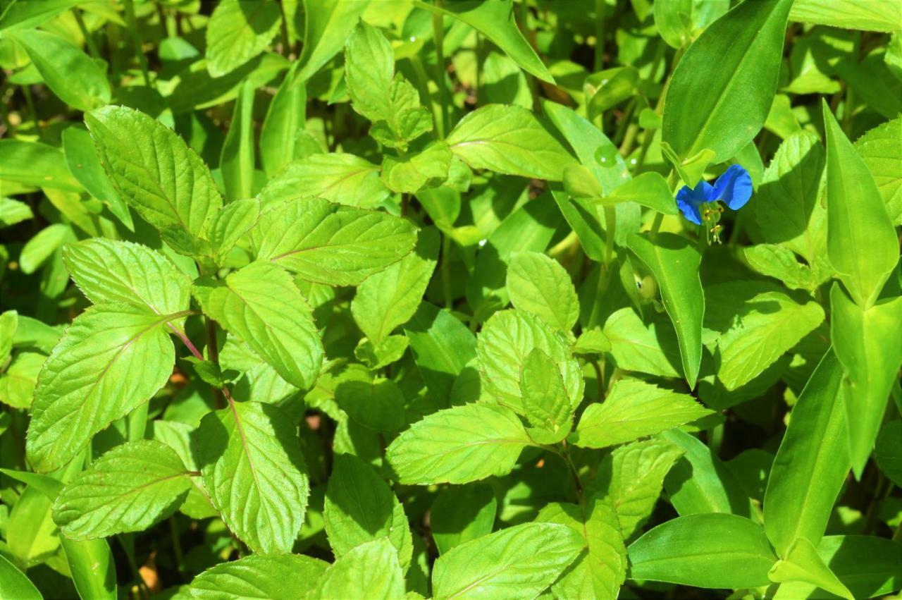 Meris Gardens B&B Bethany Beach Bagian luar foto